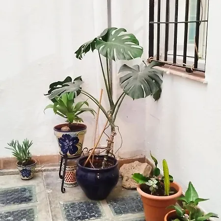 Patio Lovers * Malaga